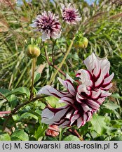 Dahlia hort. Tartan