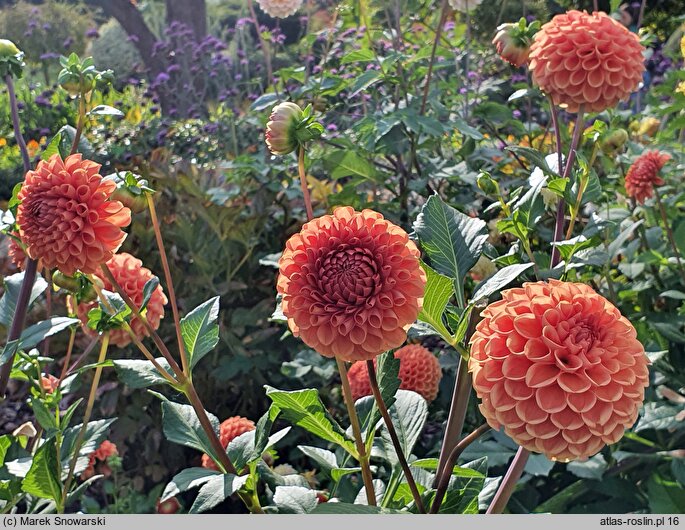 Dahlia hort. Cornel Brons
