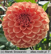 Dahlia hort. Cornel Brons