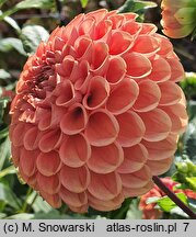 Dahlia hort. Cornel Brons