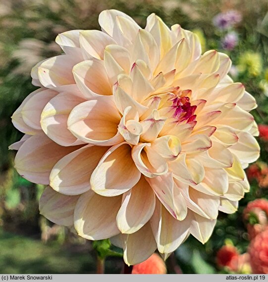 Dahlia hort. Wine Eyed Jill