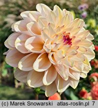 Dahlia hort. Wine Eyed Jill