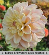 Dahlia hort. Wine Eyed Jill