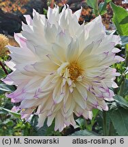 Dahlia hort. Ferncliff Illusion