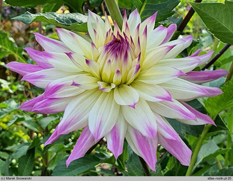 Dahlia hort. Ferncliff Illusion