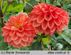Dahlia hort. Zundert Mystery Fox