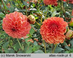 Dahlia hort. Zundert Mystery Fox
