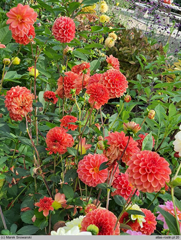 Dahlia hort. Zundert Mystery Fox