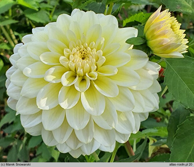 Dahlia hort. Innocent Silence