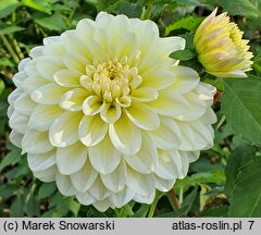 Dahlia hort. Innocent Silence