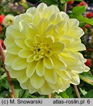 Dahlia hort. Innocent Silence