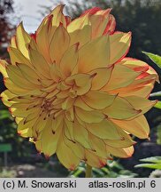 Dahlia hort. Lady Darlene