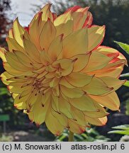 Dahlia Lady Darlene