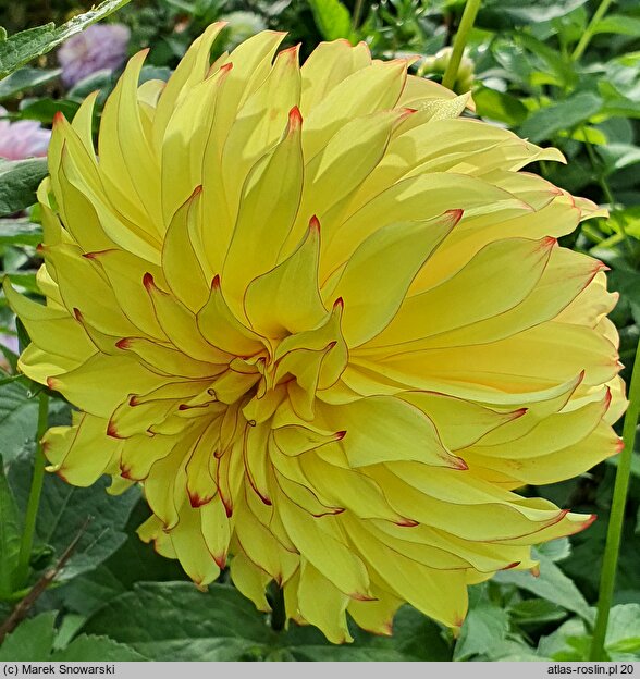 Dahlia hort. Lady Darlene