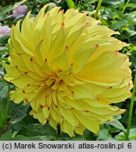 Dahlia hort. Lady Darlene