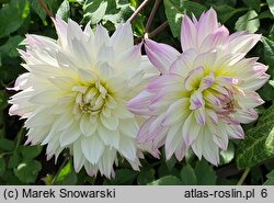 Dahlia hort. Crazy Love