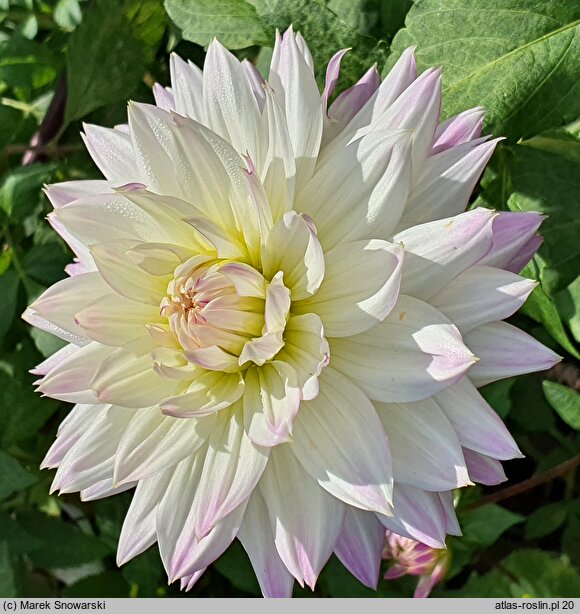 Dahlia hort. Crazy Love