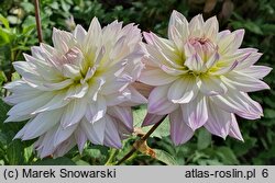 Dahlia hort. Crazy Love