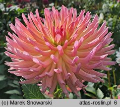 Dahlia hort. Karma Sangria