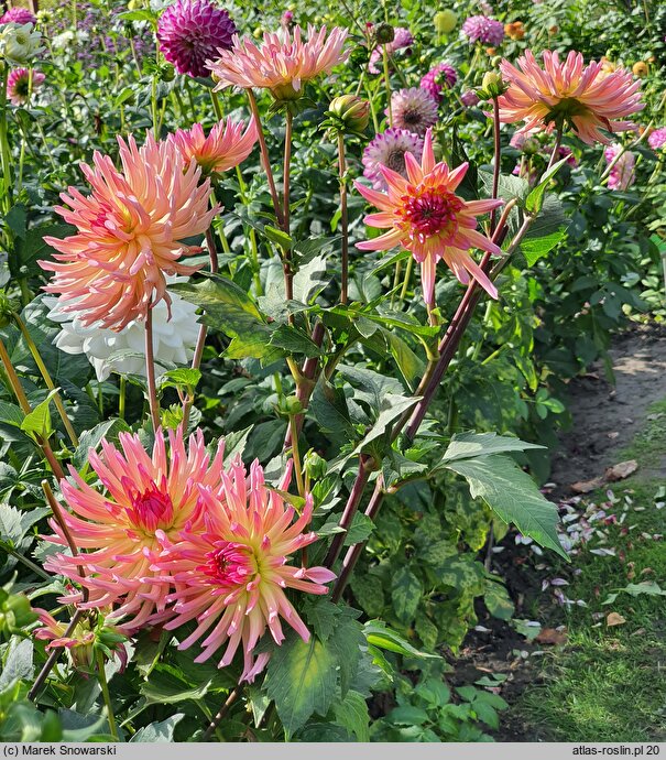 Dahlia hort. Karma Sangria