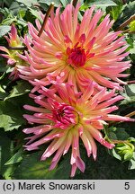 Dahlia hort. Karma Sangria