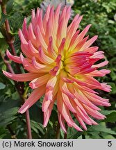 Dahlia hort. Karma Sangria