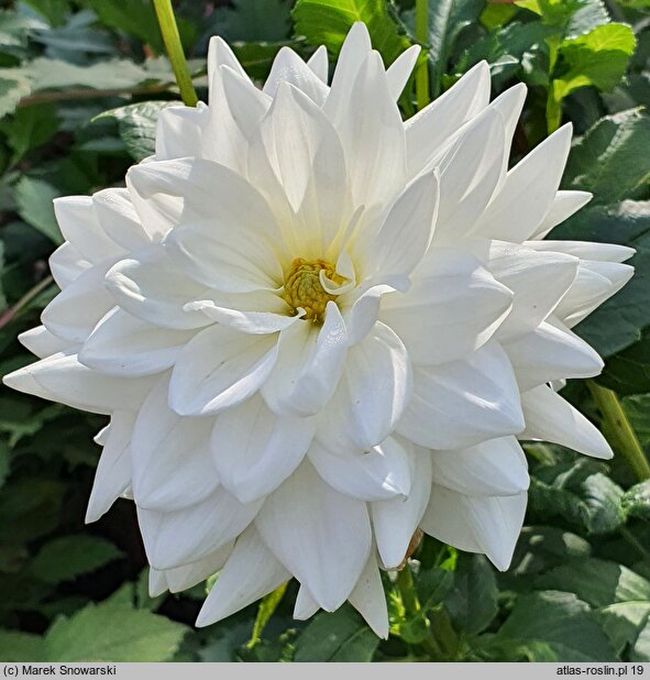 Dahlia hort. Eternal Snow