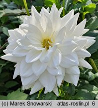 Dahlia Eternal Snow