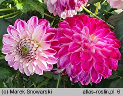 Dahlia hort. Jowey Veronique