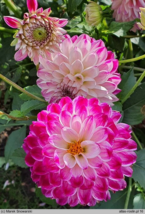 Dahlia hort. Jowey Veronique