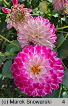 Dahlia hort. Jowey Veronique