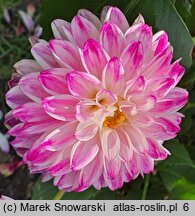 Dahlia hort. Jowey Veronique
