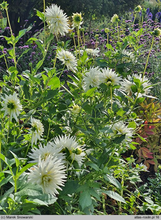 Dahlia hort. My Love