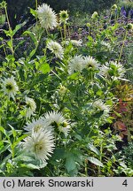Dahlia hort. My Love