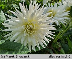 Dahlia hort. My Love