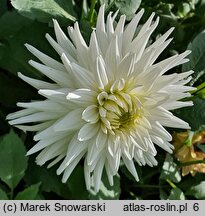 Dahlia hort. My Love
