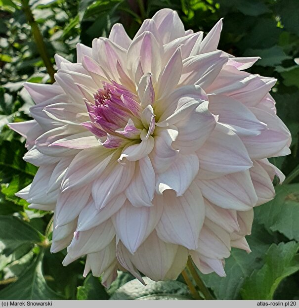 Dahlia hort. Who Me?