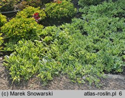 Aptenia cordifolia (aptenia sercowata)