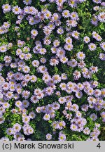 Symphyotrichum novi-belgii Peter Pan