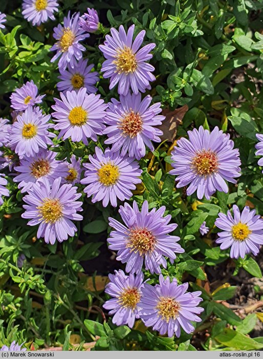 Symphyotrichum novi-belgii Peter Pan