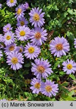 Symphyotrichum novi-belgii Peter Pan