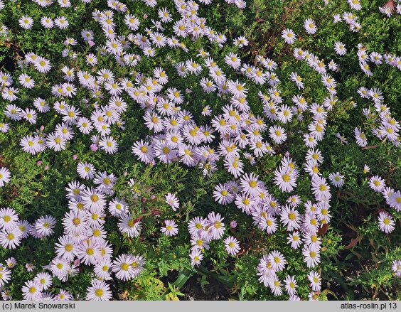 Symphyotrichum novi-belgii Snowdrift