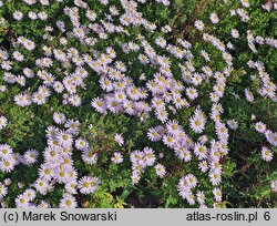 Symphyotrichum novi-belgii Snowdrift