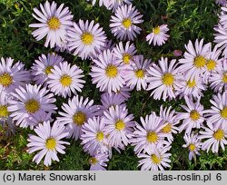 Symphyotrichum novi-belgii Snowdrift