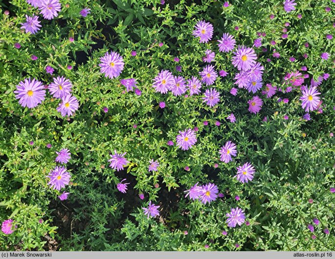 Symphyotrichum dumosum Rosenwichtel