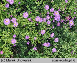 Symphyotrichum dumosum Rosenwichtel