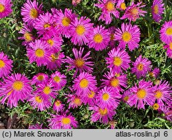 Symphyotrichum dumosum Starlight