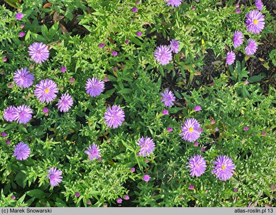 Symphyotrichum novi-belgii Lady in Blue