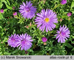 Symphyotrichum novi-belgii Lady in Blue