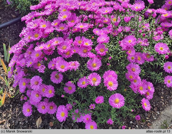 Symphyotrichum dumosum Heinz Richard